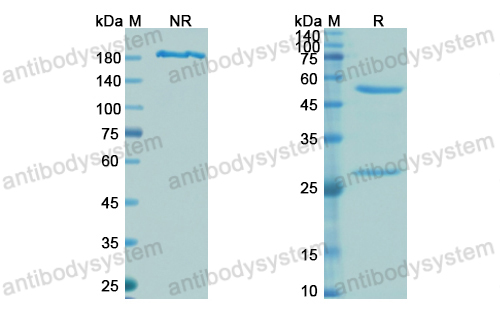 替非組單抗,Research Grade Tefibazumab  (DXX04801)