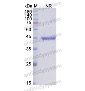 阿昔单抗,Research Grade Abciximab(DHC33301)