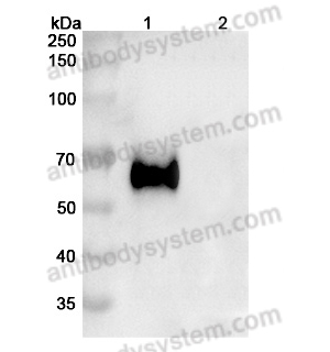 流式抗體：Human CD333/FGFR3 Antibody (B-701) FHD52910,CD333/FGFR3