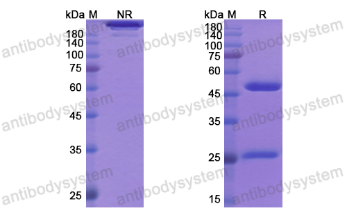 抗 IL8 單克隆抗體,Research Grade HuMax-IL8(DHC79101)