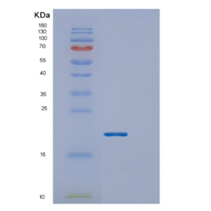 Recombinant E.coli Ecotin Protein