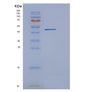 Recombinant E.coli EEF1A1 Protein,Recombinant E.coli EEF1A1 Protein