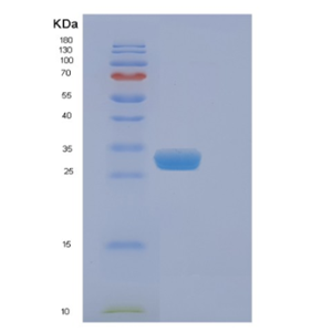 Recombinant Mouse Eif4e Protein