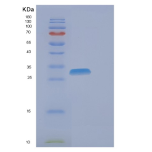 Recombinant Human EIF4H Protein,Recombinant Human EIF4H Protein