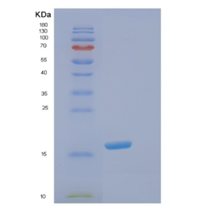 Recombinant Human elF5A Protein