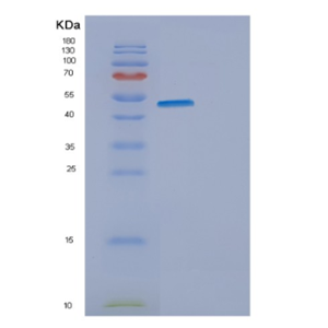 Recombinant Mouse Eno2 Protein