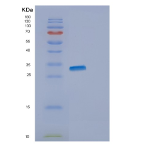 Recombinant Human ENOPH1 Protein,Recombinant Human ENOPH1 Protein