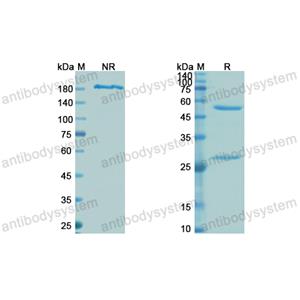 替非組單抗,Research Grade Tefibazumab  (DXX04801)