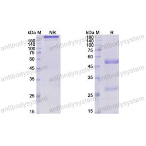 Research Grade Rafivirumab(DVV03902)