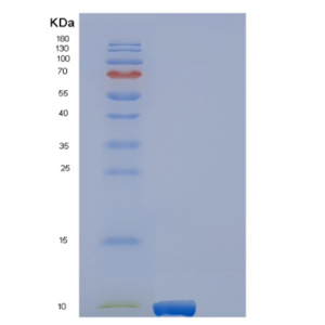 Recombinant Human EREG Protein