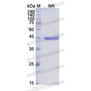 Research Grade Abciximab(DHC33301)