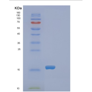 Recombinant Rat Fabp1 Protein