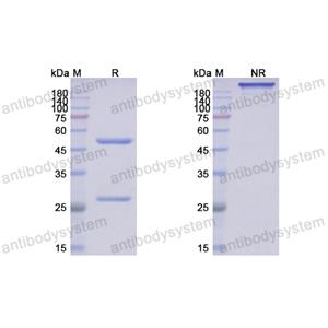 Anti-DNA-RNA Hybrid Antibody(S9.6) (RGK60001)
