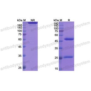 Research Grade HuMax-IL8(DHC79101)