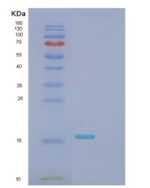 Recombinant E.coli Ferric uptake regulator(FUR) Protein,Recombinant E.coli Ferric uptake regulator(FUR) Protein