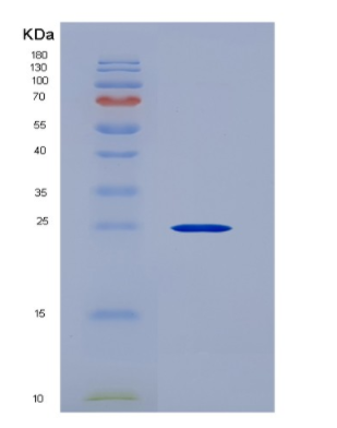 Recombinant Fibroblast Growth Factor 12 (FGF12),Recombinant Fibroblast Growth Factor 12 (FGF12)