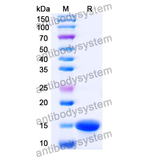 抗 Human RECQL5 納米抗體 (SAA1134)(RHB42609),Anti-Human RECQL5 Nanobody (SAA1134)