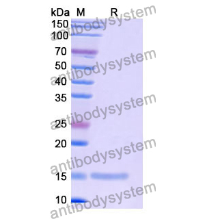 抗 Human CD156b/ADAM17 納米抗體 (SAA1218)(RHF68801),Anti-Human CD156b/ADAM17 Nanobody (SAA1218)