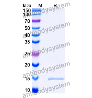 抗 SARS-CoV-2 S Protein 納米抗體 (SAA1110)(RVV00185),Anti-SARS-CoV-2 S Protein Nanobody (SAA1110)