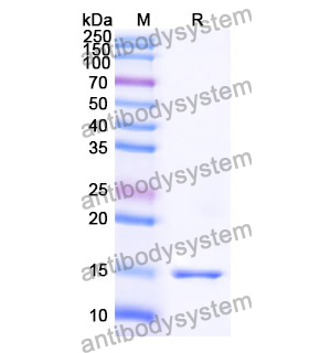 抗 Human CRMP1 納米抗體 (SAA1228)(RHG74901),Anti-Human CRMP1 Nanobody (SAA1228)