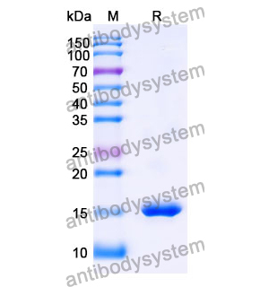 抗 SARS-CoV-2 S Protein 納米抗體 (SAA1058)(RVV00148),Anti-SARS-CoV-2 S Protein Nanobody (SAA1058)