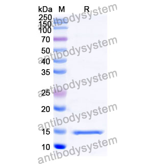 抗 Human CD66e/CEA/CEACAM5 纳米抗体 (SAA0838)(RHC21003),Anti-Human CD66e/CEA/CEACAM5 Nanobody (SAA0838)