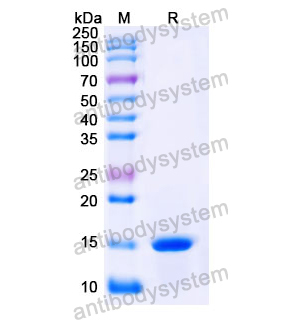 抗 Human CPB2 纳米抗体 (SAA1167)(RHJ39601),Anti-Human CPB2 Nanobody (SAA1167)