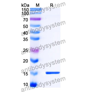 抗 SARS-CoV-2 S Protein 納米抗體 (SAA1114)(RVV00187),Anti-SARS-CoV-2 S Protein Nanobody (SAA1114)