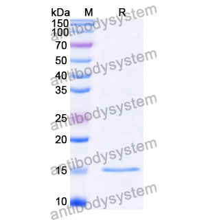 抗 Clostridium botulinum botA/BOTOX 納米抗體 (SAA0925)(RXX00905),Anti-Clostridium botulinum botA/BOTOX Nanobody (SAA0925)