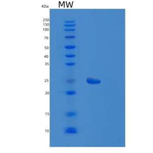 Recombinant Human FGF17 Protein