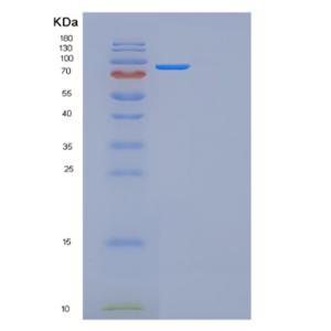 Recombinant Mouse Folh1 Protein