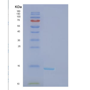 Recombinant Mouse Fkbp1a Protein,Recombinant Mouse Fkbp1a Protein