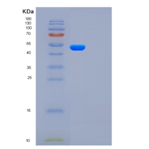 Recombinant Human FUCA2 Protein