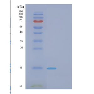 Recombinant Human GAGE2A Protein