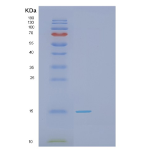 Recombinant Human GAGE2D Protein