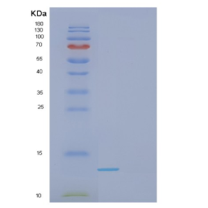 Recombinant Human GAL Protein,Recombinant Human GAL Protein