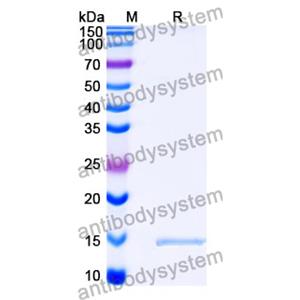 Anti-SARS-CoV-2 S Protein Nanobody (SAA1110)