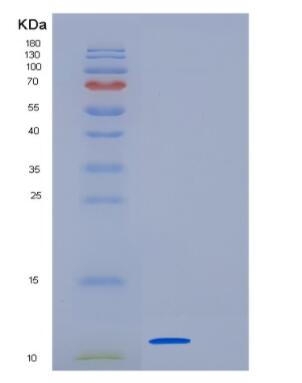 Recombinant Human GDF-10 Protein,Recombinant Human GDF-10 Protein