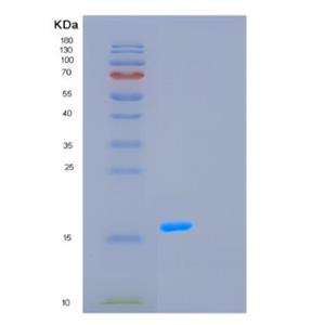 Recombinant Human GCSH Protein