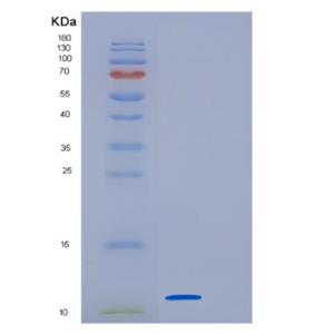 Recombinant Human GDF-10 Protein