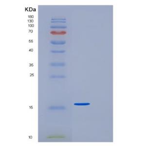 Recombinant Human GDF-15 Protein