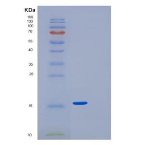 Recombinant Human GDF-5 Protein
