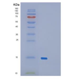 Recombinant Mouse GDF15 Protein