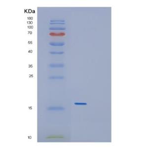 Recombinant Mouse GDF5 Protein