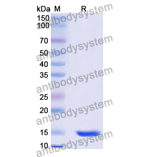 抗 Human CXCL11/I-TAC 納米抗體 (SAA1272)(RHA24601),Anti-Human CXCL11/I-TAC Nanobody (SAA1272)