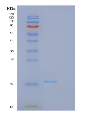 Recombinant Human GP9 Protein,Recombinant Human GP9 Protein