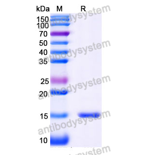 抗 Human BACE2 纳米抗体 (SAA1007)(RHJ90203),Anti-Human BACE2 Nanobody (SAA1007)