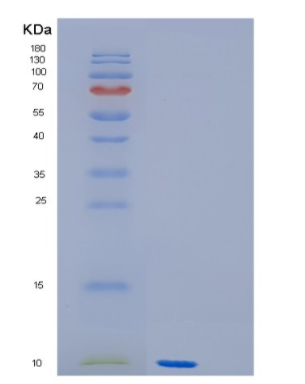 Recombinant E.coli GroES Protein,Recombinant E.coli GroES Protein