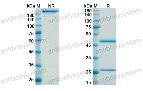 Research Grade SYN-005-1B7  (DXX03501)