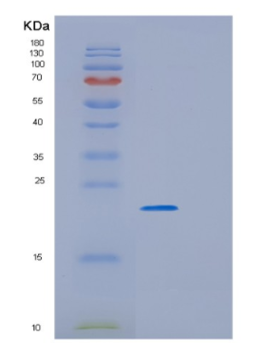 Recombinant E.coli GrpE Protein,Recombinant E.coli GrpE Protein